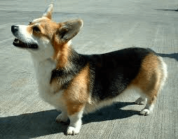 corman shepherd mi cute puppy