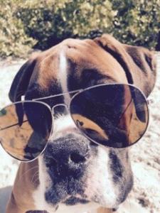 Boxer