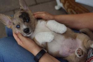 Cardigan Welsh Corgi