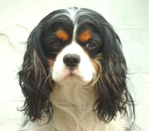 Cavalier King Charles Spaniel (1)