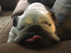 English Bulldog