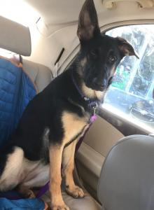 German Shepherd