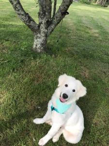 Great Pyrenees's