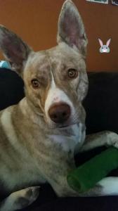 Husky Pitbull Mix (1)