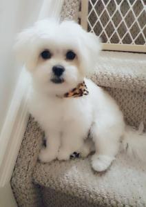 Shitzu Pomeranian
