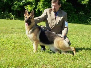 Akc german shepherd dog