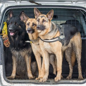 Alsatian shepherd dog