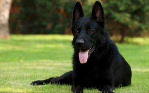 Black german shepherd dog