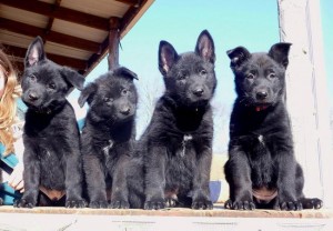 Black german shepherd puppies