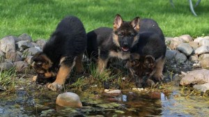 Cheap german shepherd dog puppies