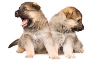 Cute puppy for german dog