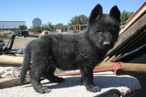 Dark german shepherd puppies