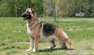 German shepherd dog breed