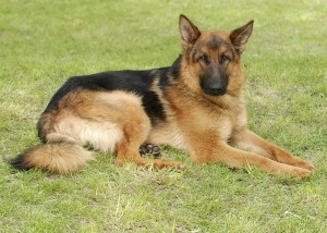 English german shepherd dog