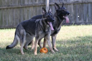 Female german shepherd dog