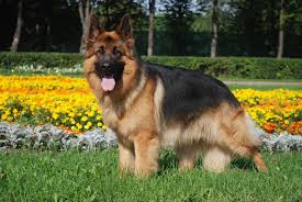 German dog