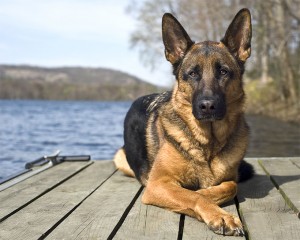 German pasto dog