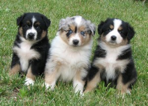 German puppy