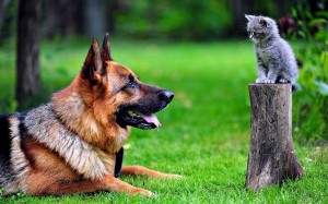 German shepherd dog photo kitty cute