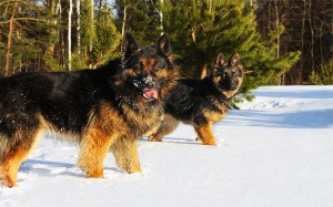 German shepherd dog temperament