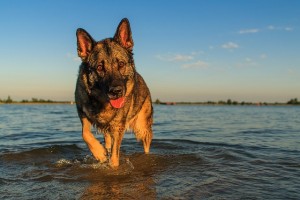 German shepherd in water