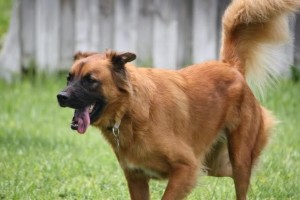 Golden shepherd dog