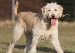 Best goldedoodle dog