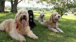 Big goldedoodle dogs breed
