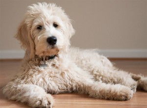 Carriage house goldendoodle
