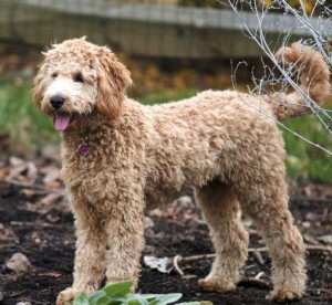 Cute goldedoodle dog breed