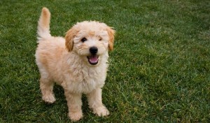 Cute goldendoodle dog