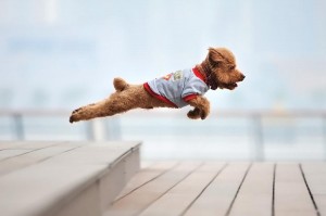 Flaying goldendoodle puppy