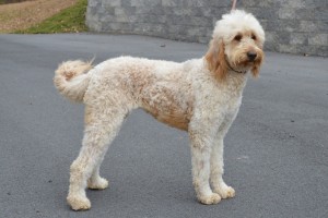 Goldedoodle breed