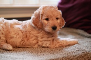 Goldedoodle breeds picture
