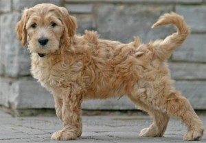 Goldedoodle breeds puppy