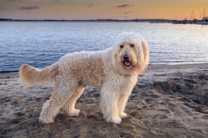 Goldedoodle dog breed image