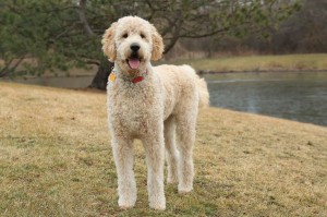 Goldedoodle dog picture