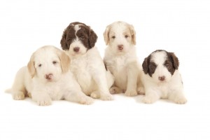 Goldedoodle dog puppies