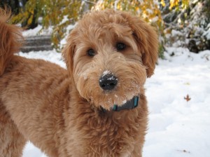 Goldedoodle dog puppy