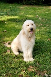 Goldedoodle dog