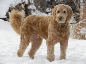 Goldedoodle dogbreed winter