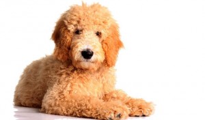 Goldedoodle dogs photo