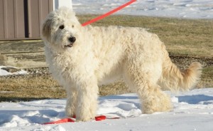 Goldedoodle white dog