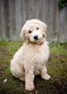 Goldendoodle images
