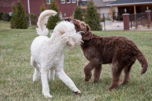 Goldendoodle playing garden