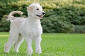 Goldendoodle white puppy