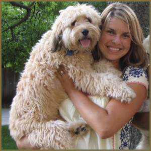 Goldendoodle with breedar
