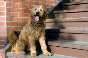 Guard goldedoodle dog breeds