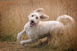 Hunting goldendoodle