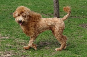 Lion goldedoodle dog breed